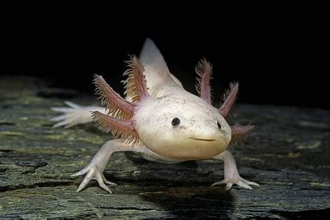 Axolotl mexický bílý Ambystoma mexicanum PEUKER Akvaristik