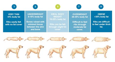Coronavirus Leads To Rise In Pet Obesity Dogtopia