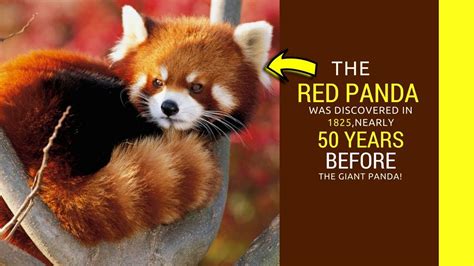 Information About Red Pandas Amazing Facts That You Dont Know Before