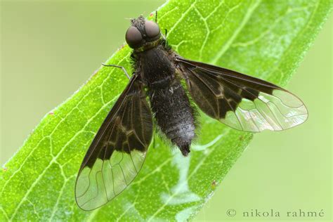 Black Beefly Hemipenthes Morio Diptera Bombyliidae Bod Flickr