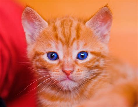 Portrait Of A Red Kitten With Blue Eyes Cute Baby Animals Orange