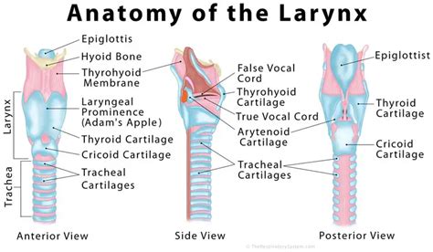 Diagram Dry Throat Diagram Mydiagram Online