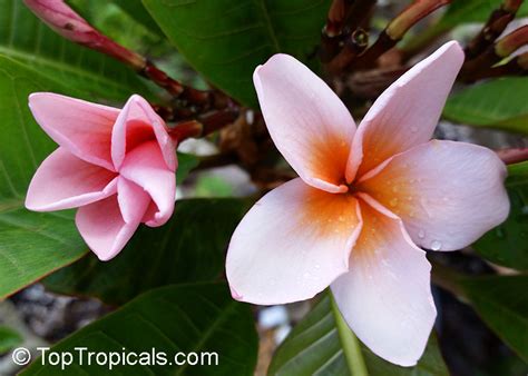 Do not water plumeria while they are rooting; Plumeria rubra Pink, Frangipani, Temple tree, Calachuchi ...
