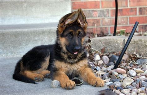 Maybe you would like to learn more about one of these? German shepherd puppy for sale at Kannur,Kannur,Thalipparambu ,animalsbirdspetsforsalekerala