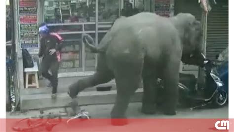 Imagens mostram momento em que elefante invade loja na Índia e fere