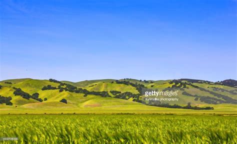 Rolling Hills And Wild Grasses Blowing In The Wind Valley Landscape
