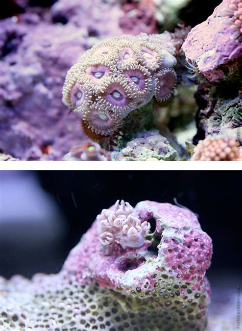Macro Reef Dwellers Photo Series By Felix Salazar Daily Design