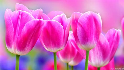 10 Wallpaper Bunga Tulip Pink Cantik Deloiz Wallpaper