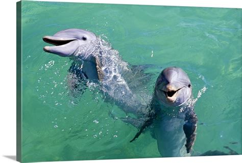 Smiling Dolphins Wall Art Canvas Prints Framed Prints Wall Peels