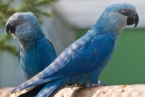 Glaucous Macaw Facts Life Span Size Extinct Bird