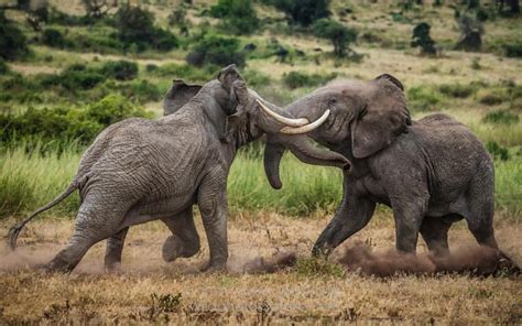 Daryl Balfour Photography Two Amboseli Bull Elephants Engage In A