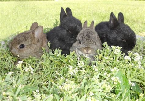 Rabbit Reproduction Guide Cycle Rate And Breeding