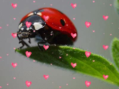 LunaPic | Free Online Photo Editor | Floating Hearts You can even add little extras like stars, change transparency, flip your gif or apply effects like rain.
