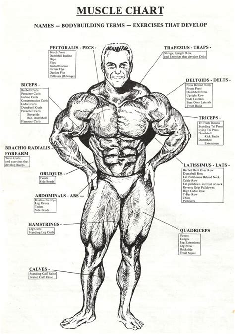 Body muscle chart! | Body muscle chart, Muscle anatomy ...