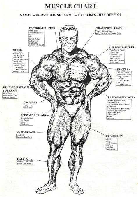 Attached to the bones of the skeletal system are about 700 named. Body muscle chart! | Body muscle chart, Muscle anatomy ...