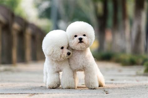 6 Poodle Haircuts That Are Too Cute Not To Try
