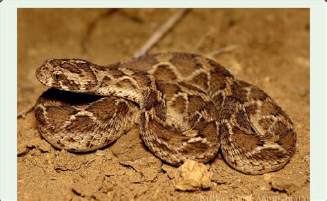 Saw Scaled Viper Licensed Under The Creative Commons Attribution Share