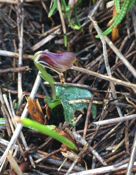 scientists join forces to prevent extinction of new zealand s rarest orchid te papa s blog
