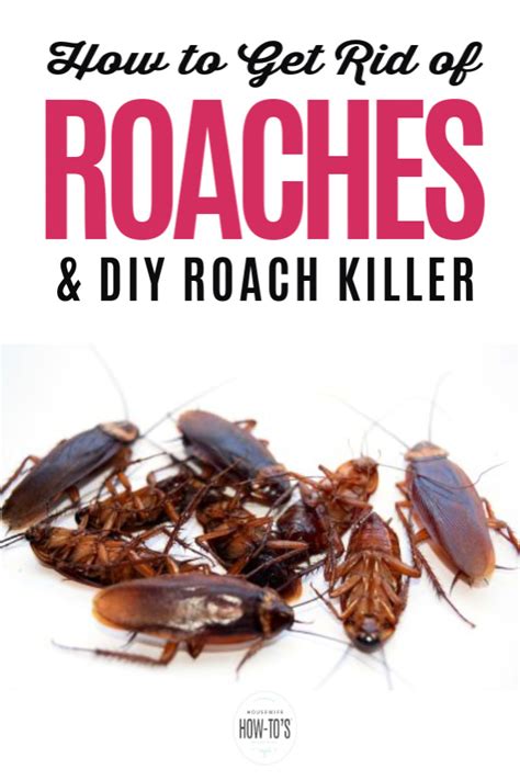 How To Get Rid Of Roaches In Kitchen Dandk Organizer
