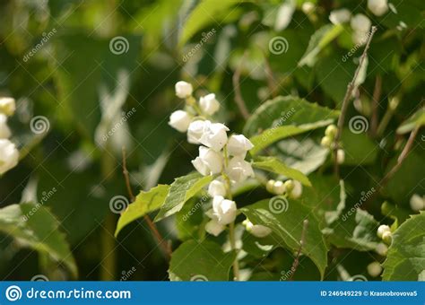 Beautiful White Jasmine Flowers On A Green Bush In The Garden Stock