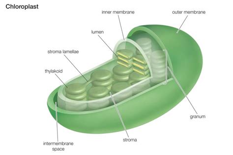 Chloroplasts Structure And Functions A Level Biology Revision Notes