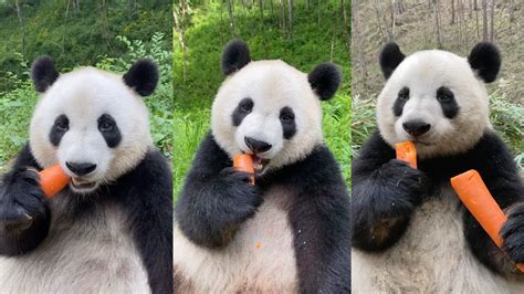 Asmr Panda Eating Carrots Compilation Douyin Youtube