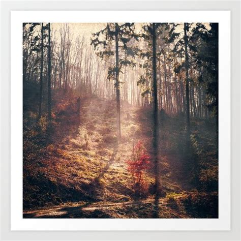 Outdoors Wildernessfoggy Forest Spring Nature Art Prints