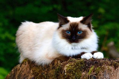 Suka Kucing Bermata Biru? Kenali 3 Penyebab Mata Kucing Berwarna Biru, yuk! - Bobo