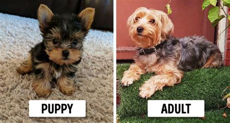 15 Dog Breeds That Look Like Puppies Forever Bright Side