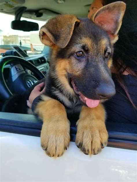 8 5 Months Old Special German Shepherd Dogs Dog Puppy For Sale Or