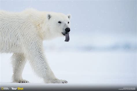Celebrate International Polar Bear Day With These Stunning Photographs
