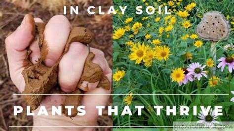 30 Native Plants For Clay Soil Growit Buildit