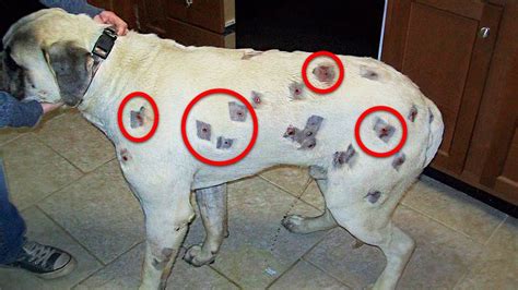 She Thought Her Dog Had Bitten By Bugs Then She Realized The Shocking