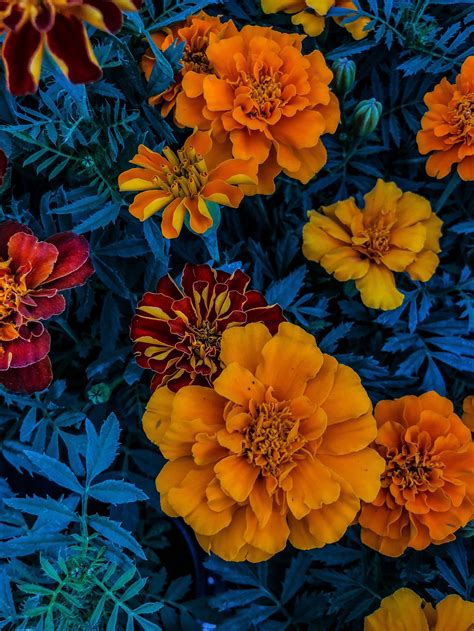 Complementary Colors And Their Impact On Photography Cheat Sheet