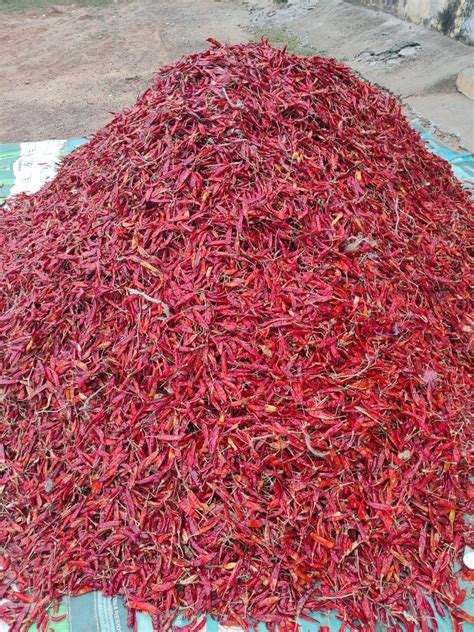 Guntur Dry Red Chillies Medium Quality Verified Rs 89 Kg Id