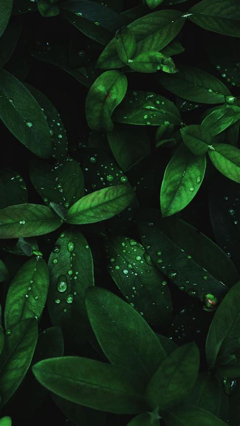 Flora Drops Green Leaves 1080x1920 Wallpaper Marvel Wallpaper Hd