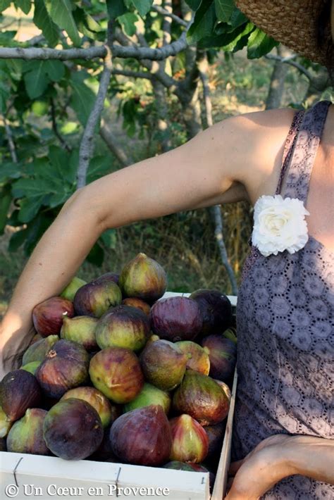 A Heart In Provence Picking Figs