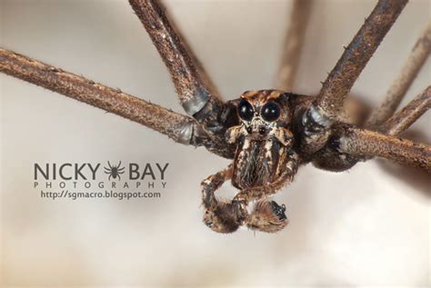 Net Casting Spider Deinopidae DSC 6166 Sgmacro Blogspo Flickr