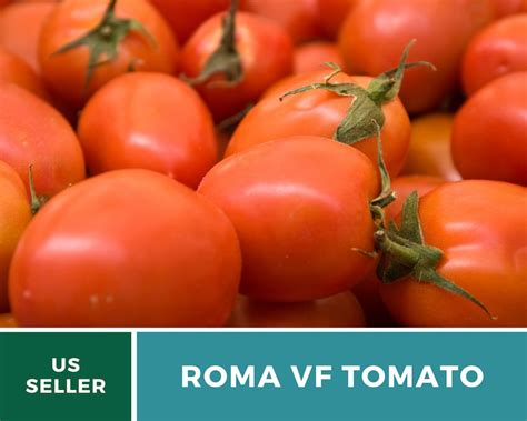 Roma Vf Tomato 50 Seeds Easy To Grow Heirloom Gmo Free Etsy