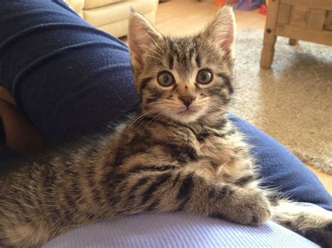 Gorgeous Long Haired Tiger Kitten 10 Weeks Old Cirencester