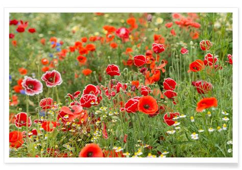 Mixed Red Poppyfield Poster Juniqe