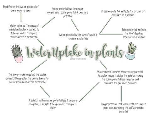 Water Uptake In Plants Water Uptake In Plants Water Potential