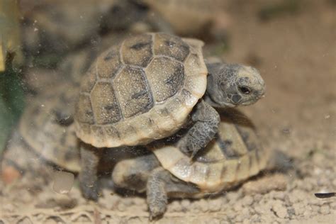 Bébés tortues Turtles turtoises | Bébé tortue, Ecureuil, Animaux
