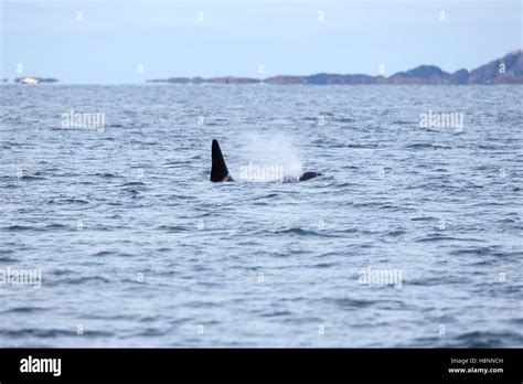 Orca Or Killer Whale Swims In The Arctic Sea Stock Photo Alamy