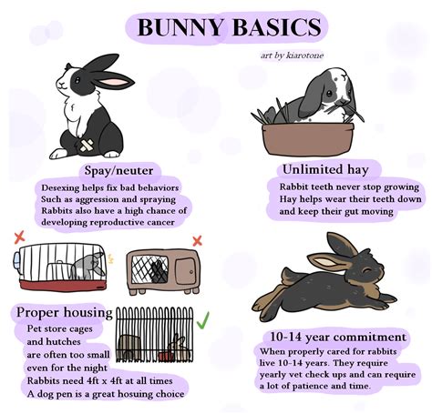 bunny care basics rabbits