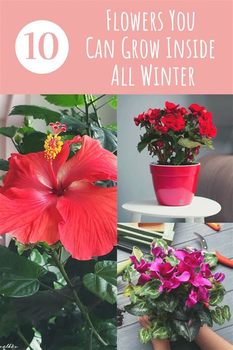 10 Flowering Houseplants You Can Grow Inside All Winter Artofit