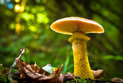 Autumn Mushrooms