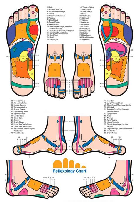 Foot Reflexology Chart Poster Health Knowledge Diagram Lupon Gov Ph