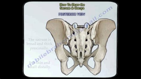 Sacrum And Coccyx Anatomy Everything You Need To Know Dr Nabil