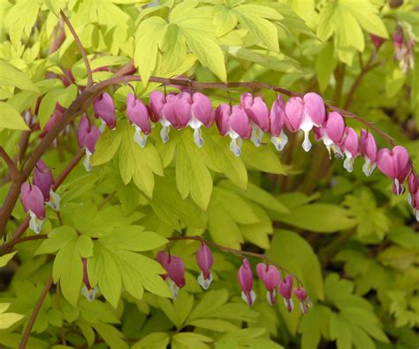 Gold Heart Old Fashioned Bleeding Heart Dicentra Spectabilis